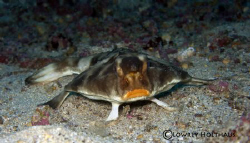 Red Lipped Batfish, Galapagos Islands by Lowrey Holthaus 